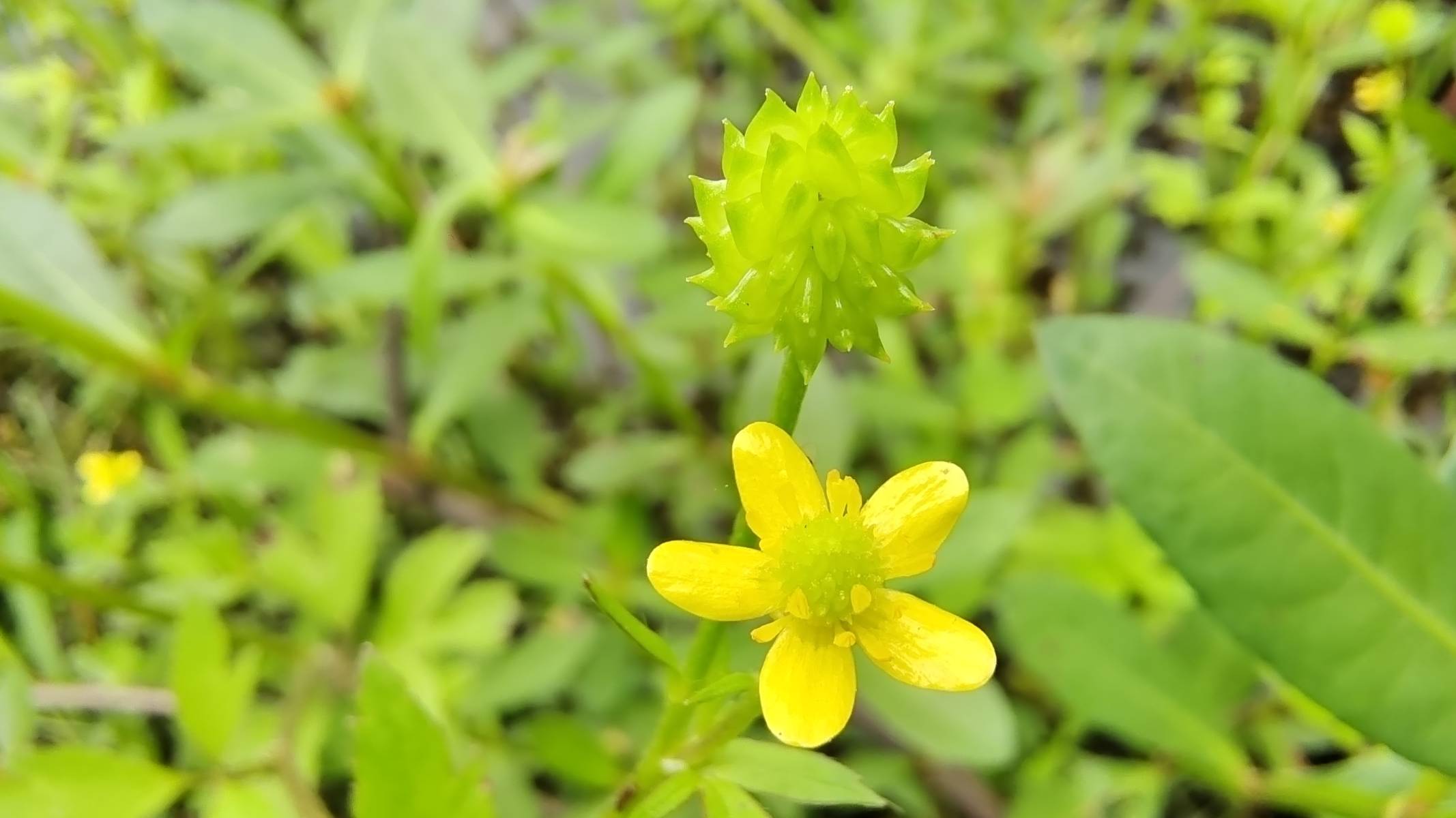 小花也可爱毛茛欣赏