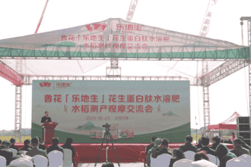 鲁花"乐地生"花生蛋白肽水溶肥水稻测产观