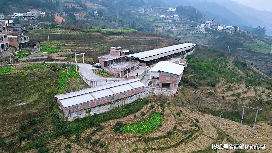 盐津高坎村:水草肥美牛儿壮 振兴路上有"奔头"_养殖_肉牛_发展