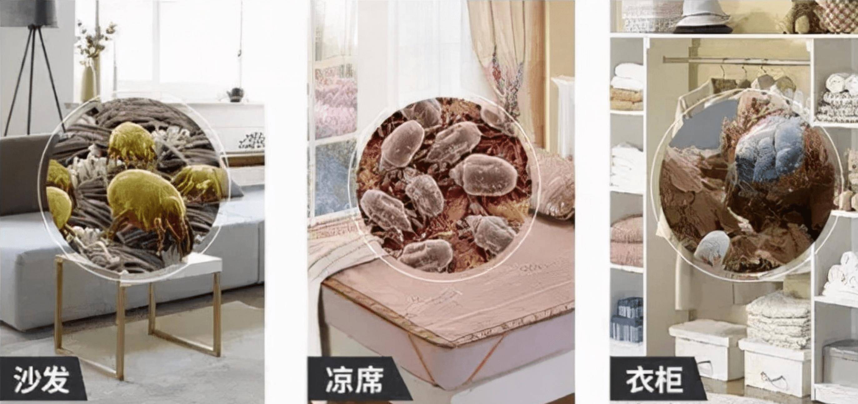 晒过的被子为何有"太阳味"?是螨虫被烤焦了?