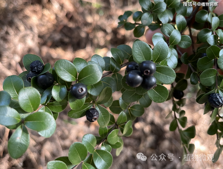 此外赤楠這種植物非常像黃楊,所以在有的地方赤楠也叫假黃楊.