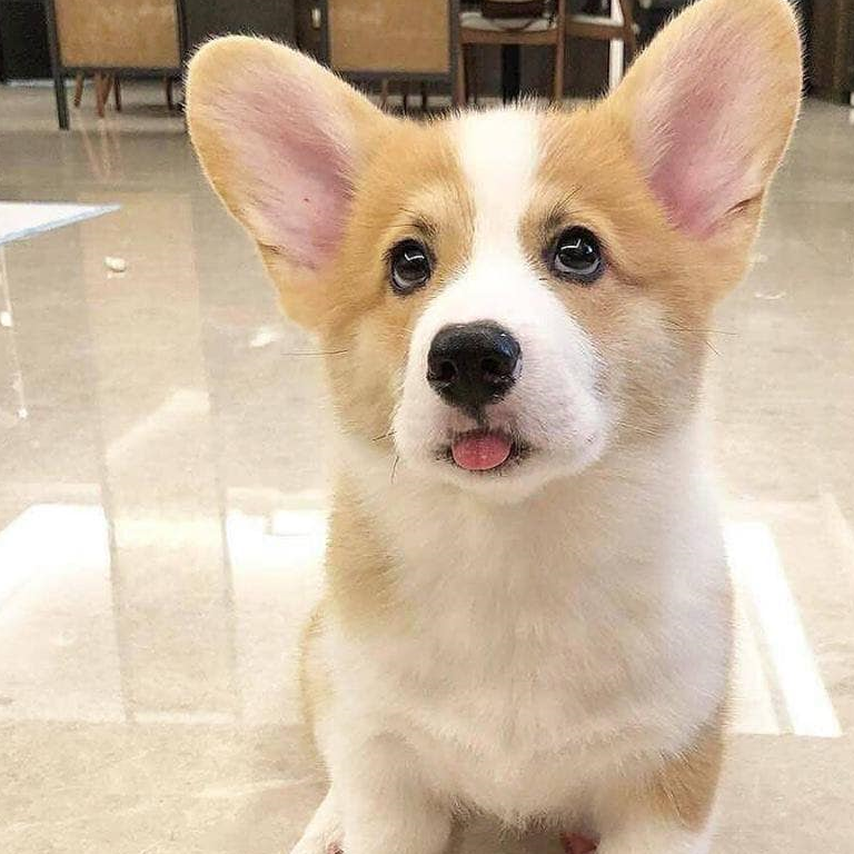 天生就很会卖萌的汪星人,一招歪头吐舌就征服天下!_吐舌头_狗狗_表情