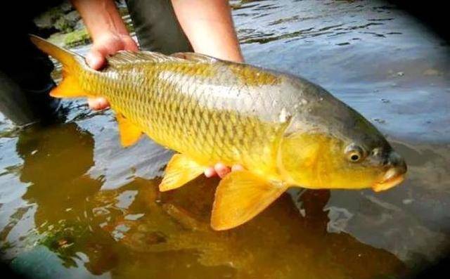 黃河鯉魚和普通鯉魚的區別?_文化_食用_繁殖