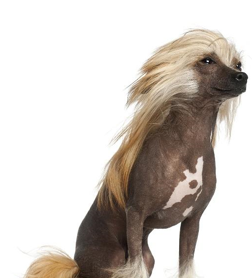 中国冠毛犬世界文明,冠毛犬简历,以及养护知识_品种_狗狗_皮肤