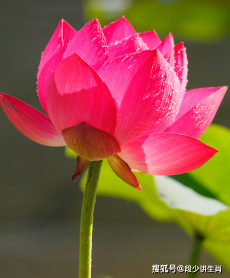 1月9日开始,福星高照,4属相财源广进,事业进步,生活蒸蒸日上_财富