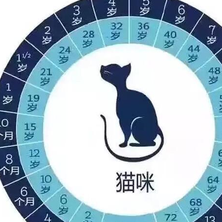 小型犬年齡計算表:很多愛寵體型較小,可以能除了身體機制和牙齒,外形