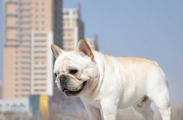 教你辨别法斗犬串子和纯种的品相区别_市场_笔者_基本