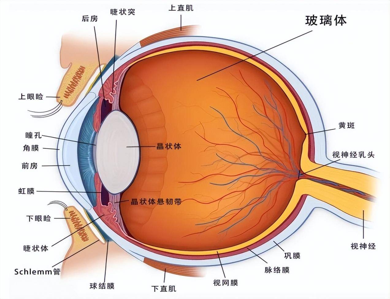 让眼球萎缩的他守住绚烂"视界"_患者_杨先生_玻璃体