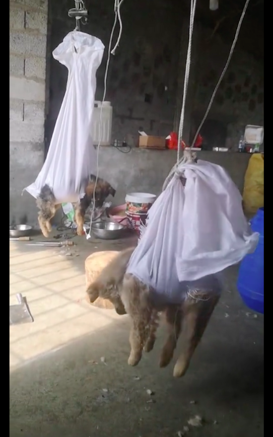 狗狗不配合打点滴,医生用蛇皮袋将它吊起来,吊针就该吊着打?