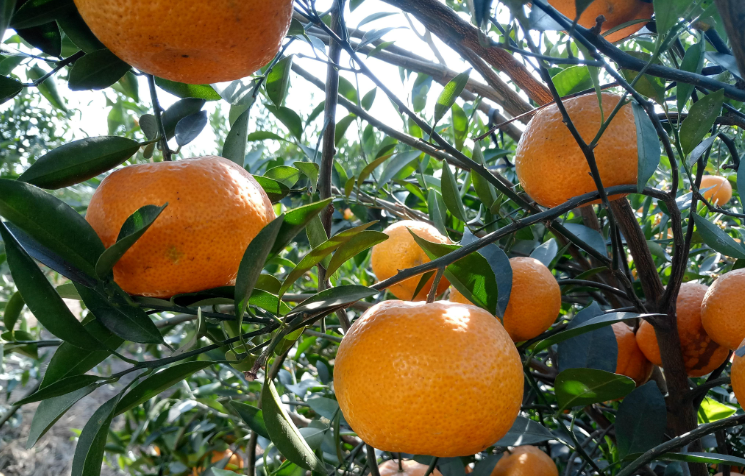 为何新会陈皮被誉为最好的陈皮,有这几点原因_柑橘类_种植_茶客