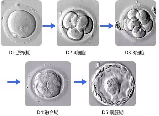 養囊的過程可以幫助篩選出質量較好的胚胎,提高移植的成功率