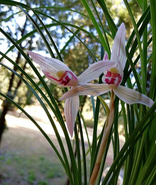 花型奇特,清香素雅,家里盆栽一株,幽香飘满屋_彩蝶_玉兔_栽培