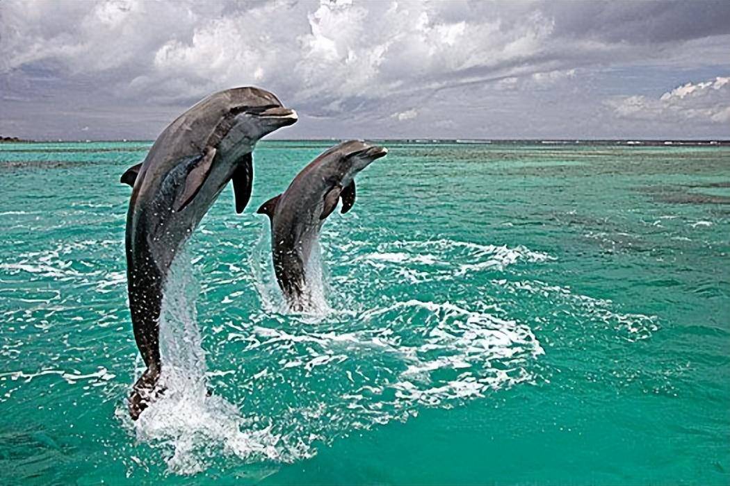 瓶鼻海豚 来自搜狐网