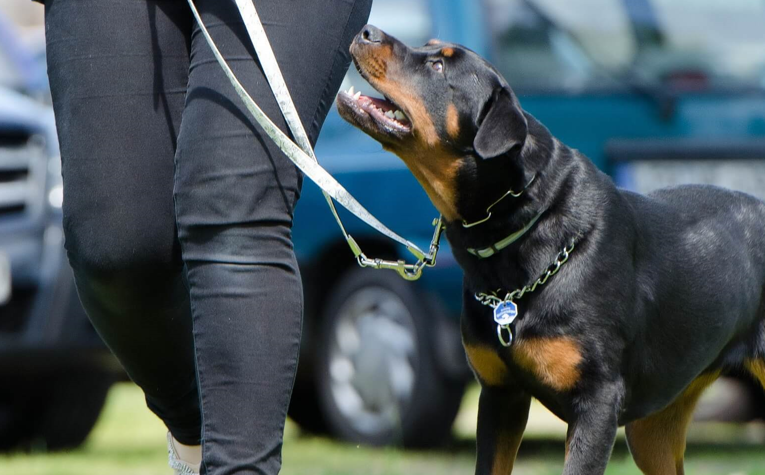 護衛犬中的4大護法,其中它歷經千年錘鍊,成為護衛犬的代名詞_杜高犬