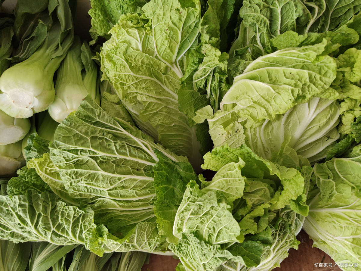 芥菜是什麼菜,農敢網芥菜營養成分有哪些_食用_維生素_蔬菜