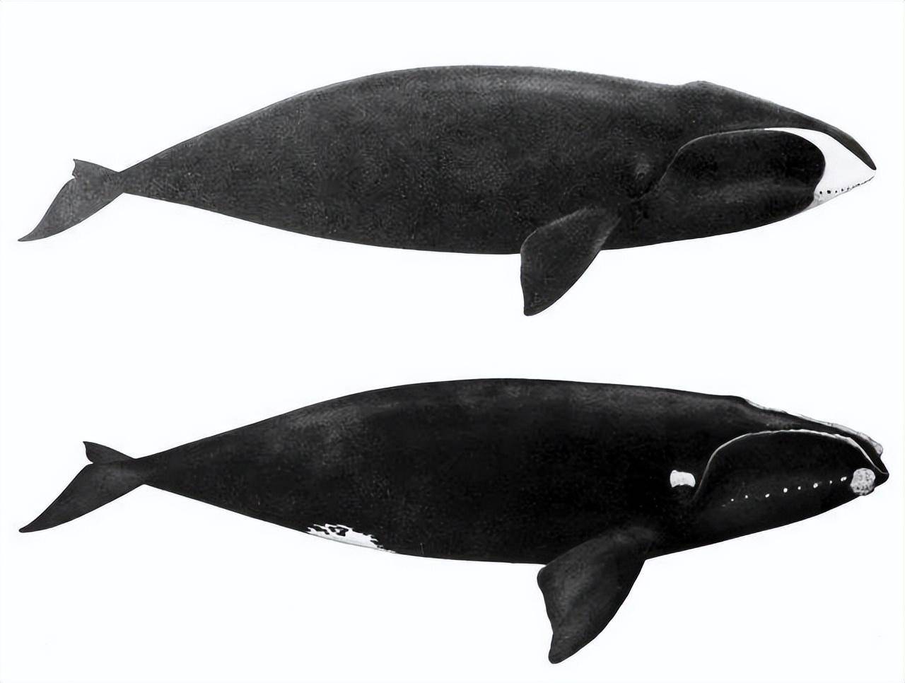 弓头鲸体重图片