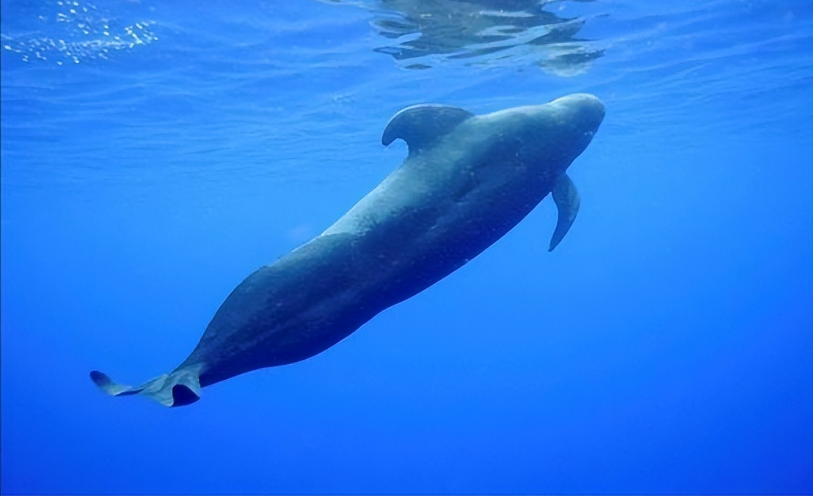 短肢领航鲸,它们的生活和行为方式鲜为人知,但却与我们息息相关_生物