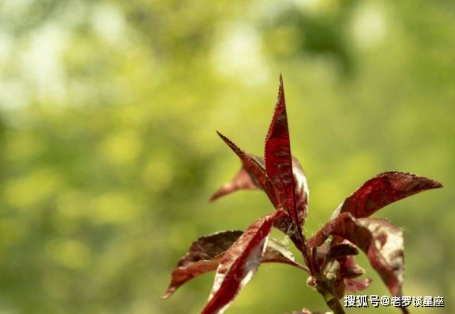 下週開始黴運盡散,運勢上吉,遇良師益友,事業飛黃騰達的生肖!