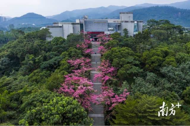 春節期間免門票,東莞這18個a級景區任玩_文化_科普_旅遊