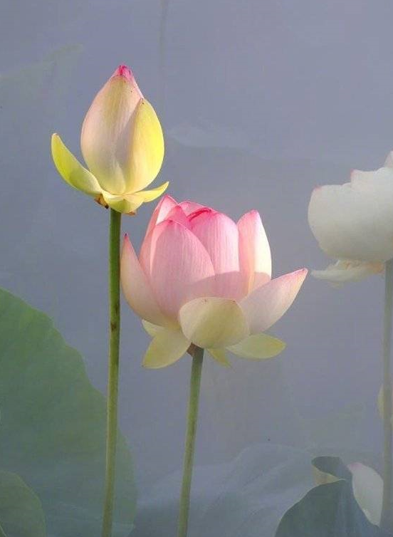 似学秦娥唱.隔叶莺声,初捻霜纨生怅望.