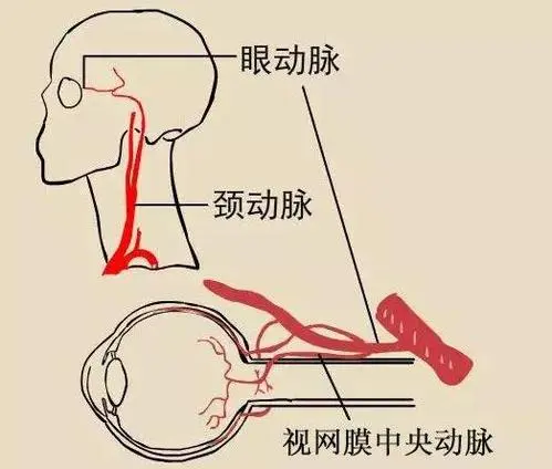 大部分醫生都做錯了._解剖學