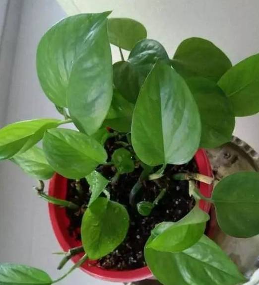 萎蔫等绿萝,千万不要直接丢了,利用扦插或者修剪是可以让绿萝恢复生机