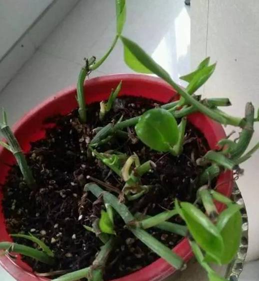 萎蔫等绿萝,千万不要直接丢了,利用扦插或者修剪是可以让绿萝恢复生机