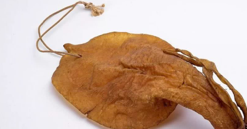 最好的花胶那当属鱼胶之王金钱鳘鱼胶(黄唇鱼),其次就是白花胶(大白花