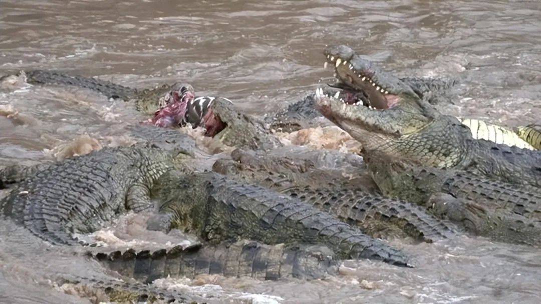 斑马头被鳄鱼咬住,一击致命!