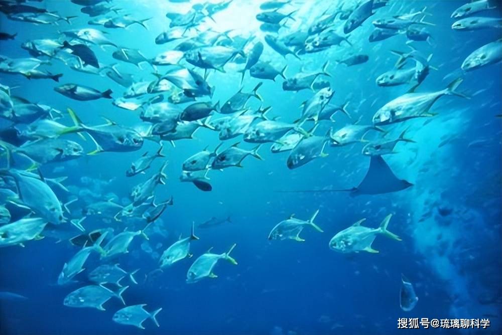 深海_人类_生物