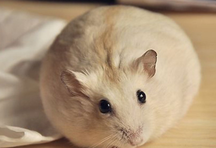 软萌布丁仓鼠变色是什么情况?