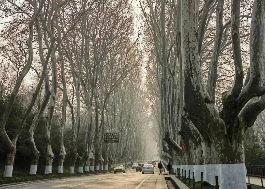 梧桐树!让南京有了浪漫的属性(内附油画家伍盛作品)三_中国_法国_历史