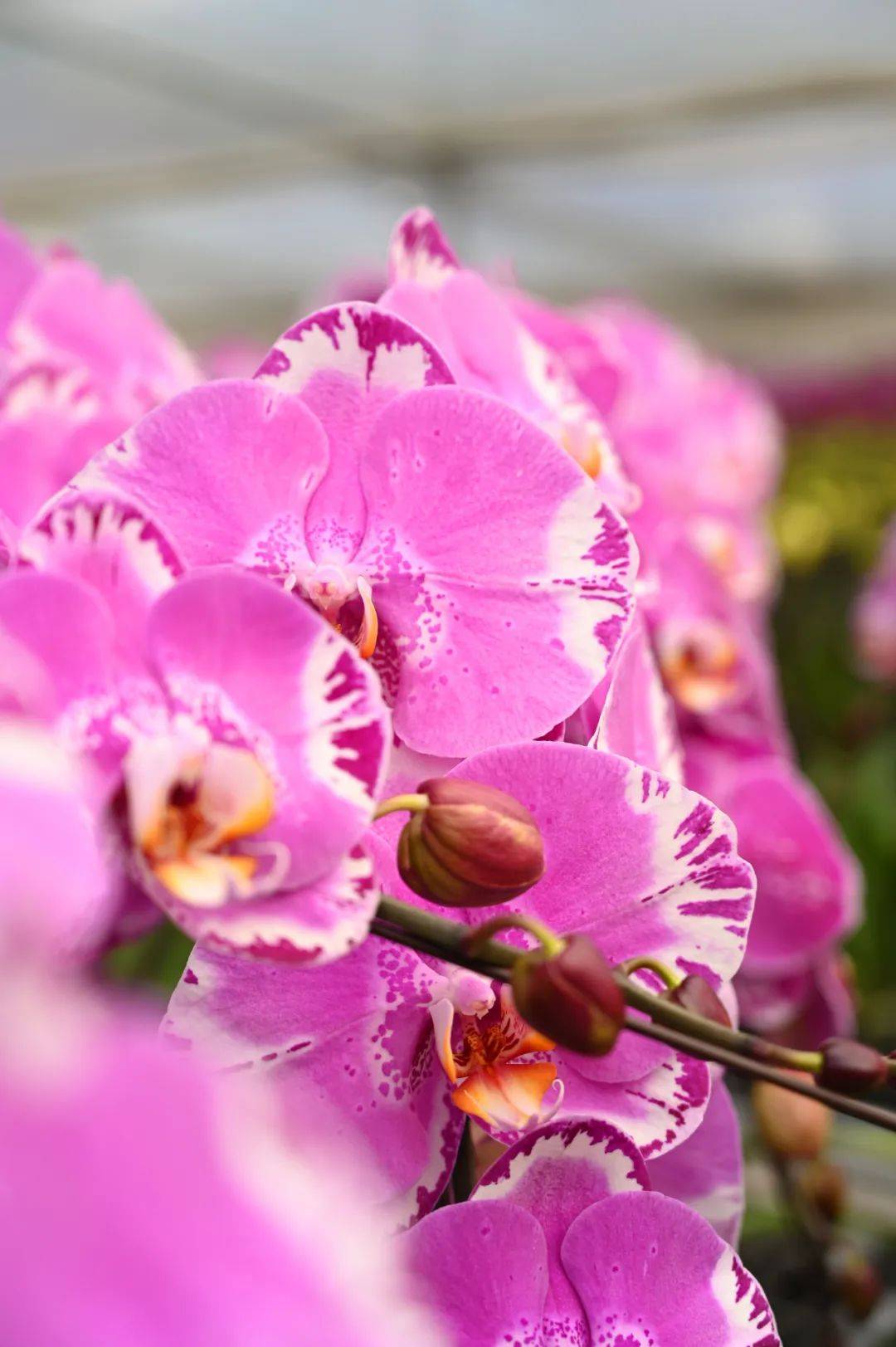 石碣5万株蝴蝶兰上市,增添浓浓的喜庆氛围_销售_花卉_品种