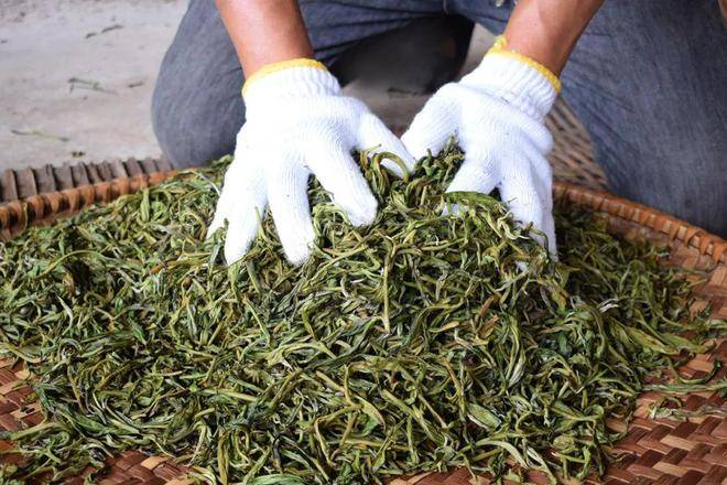 佤族寨子古树茶首次走出大山_茶叶_茶树_云南省