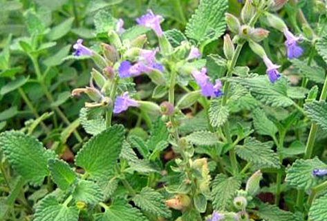 樟腦草是一種唇形科荊芥,又稱芥,小荊芥,心葉荊芥,假蘇,假荊芥,香薷