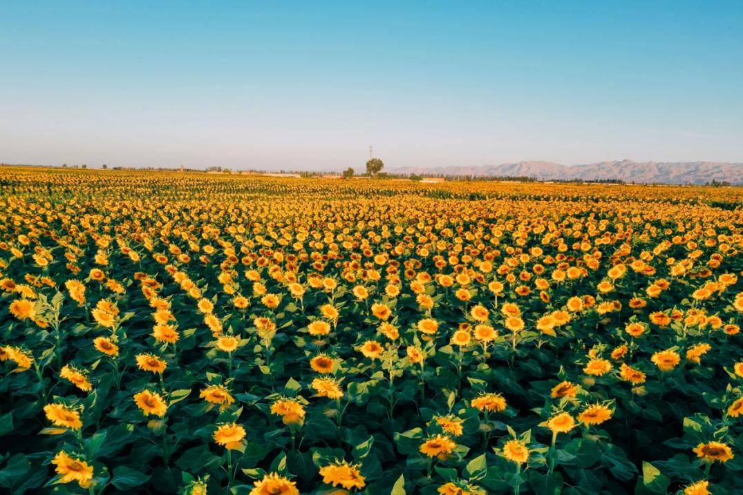 粽子排行榜_经济复苏城市排行榜出炉第一名超去年同期1.7倍(2)