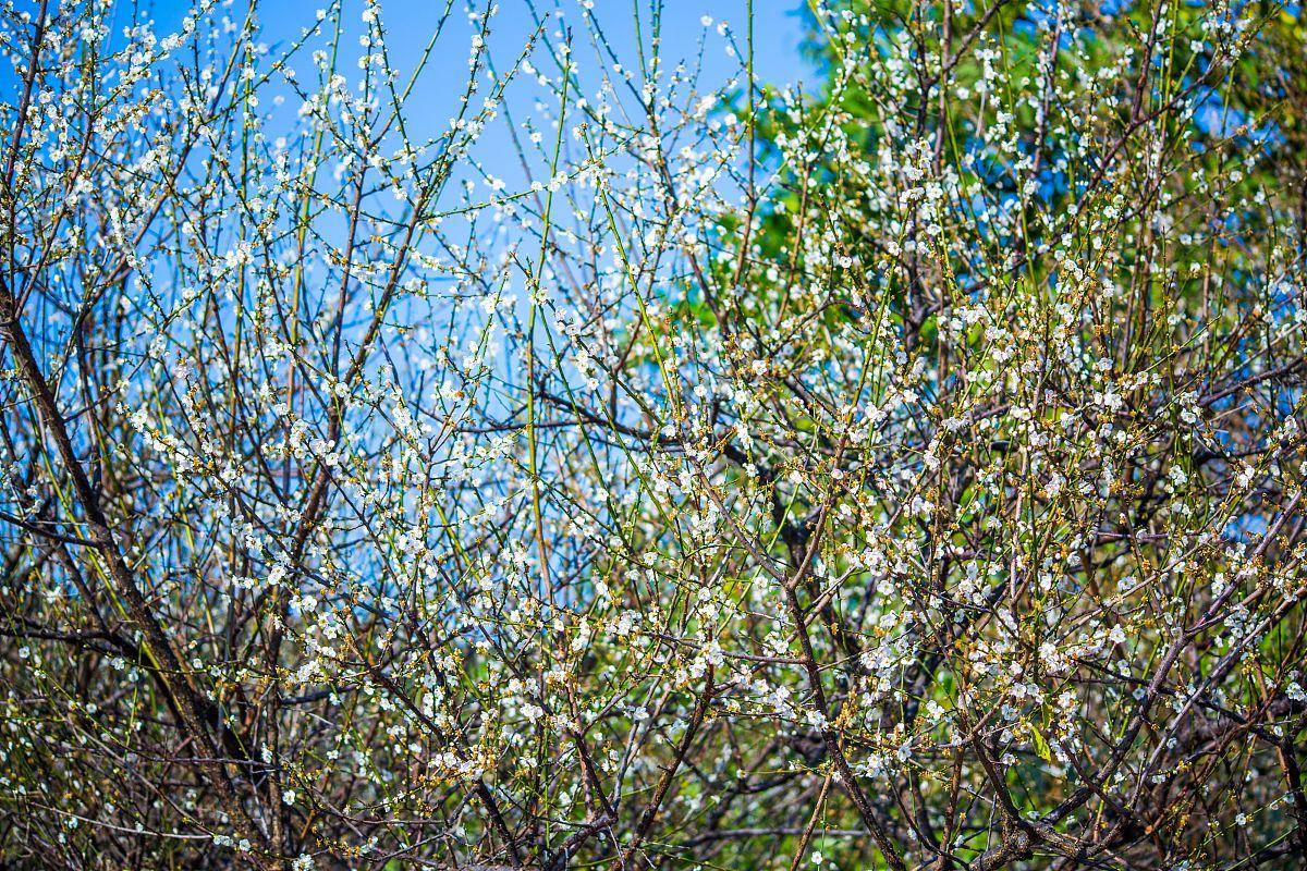 上海青浦香雪公园一处隐藏在郊区的美景