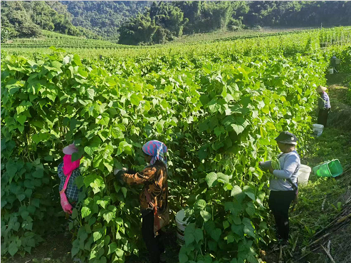 沧源:小小无筋豆鼓起芒卡菜农钱袋子_芒卡镇_种植_发展