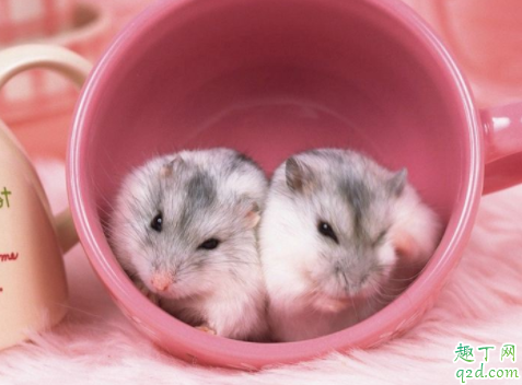 仓鼠晒太阳会晒死吗?_白天_笼子_地方