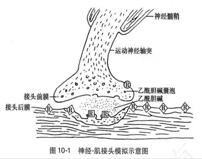 骨骼肌手绘图40×10倍图片