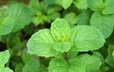 薄荷叶,竟然是中药手中止咳平喘的民间草药,你见过吗_人类_功效_食用