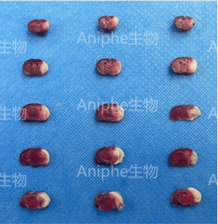 細胞分子蛋白實驗穩定表達/基因敲除細胞系體外藥物篩選,細胞增殖凋亡