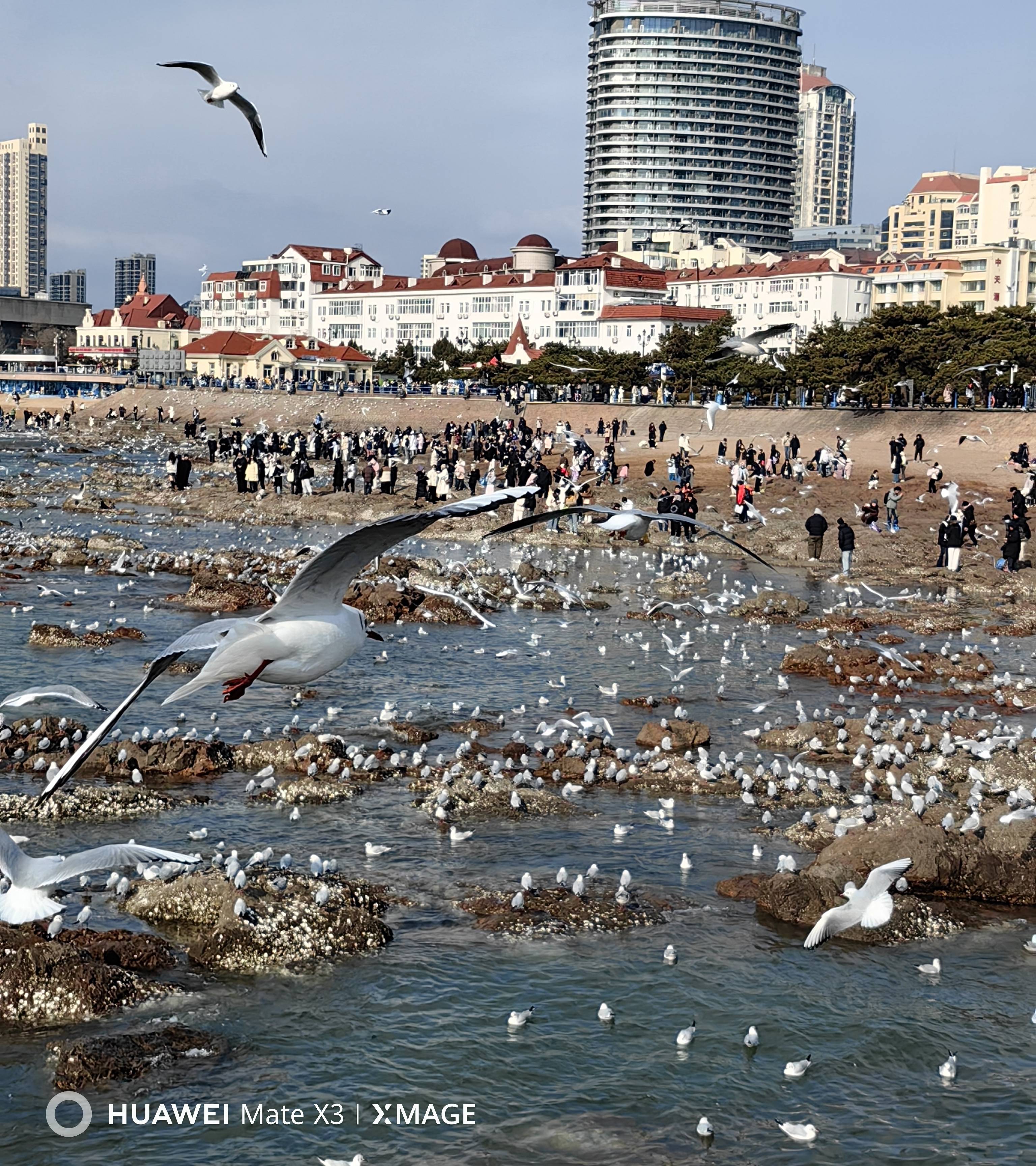 青岛栈桥的海鸥图片