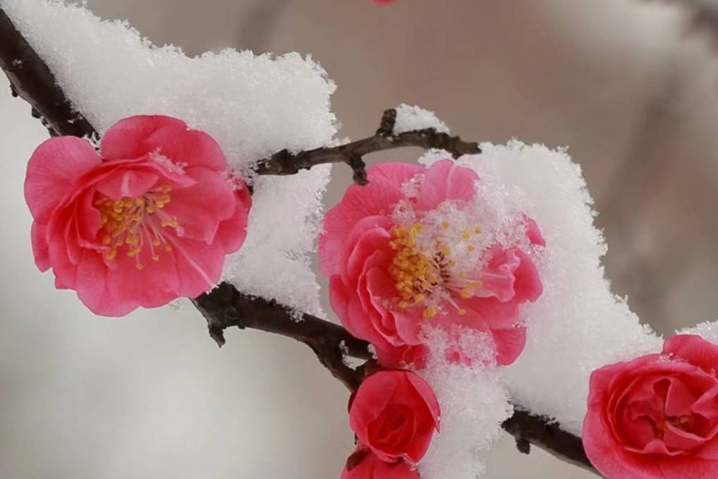 寒月闲吟 红梅傲雪 等古体诗七首_马聚魁_奇葩_河南