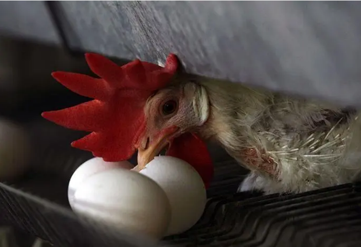 可以把乒乓球染成红色,放到鸡群中,吸引母鸡的注意力,减少其啄蛋行为