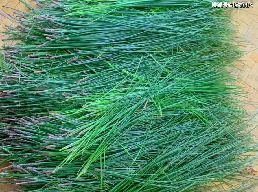 松针,又称松叶,松毛,有4大作用,价值极高,农民朋友要了解!