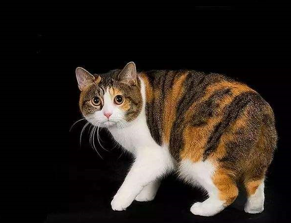 出现在诺亚方舟传说中的马恩岛猫,世界上唯一一种没有尾巴的猫_猫咪