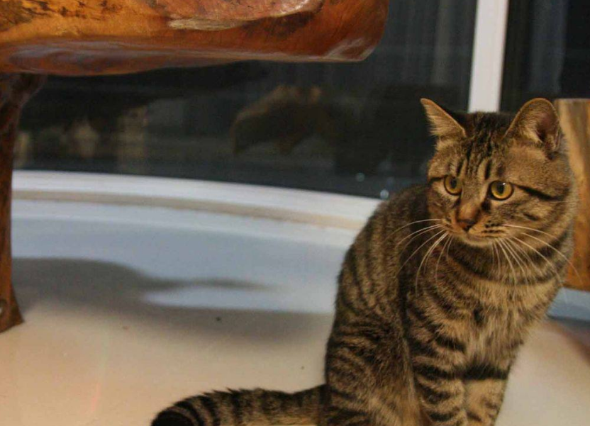 狸花猫有千般好,可如果你驾驭不了它,它会"欺负"死你_猫咪_老鼠_古代