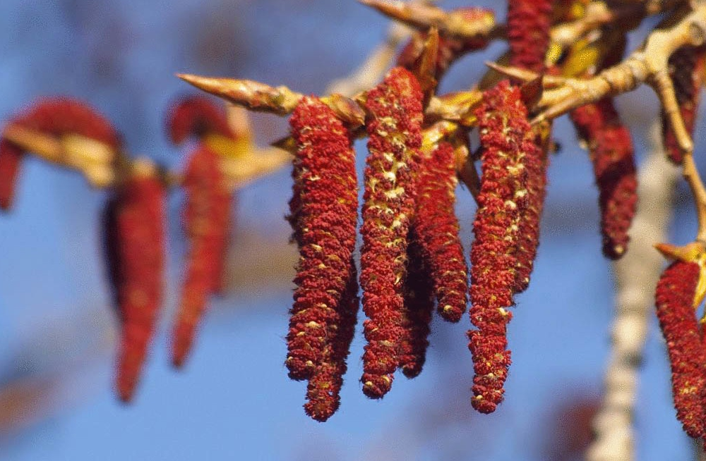 雄树的花有很多别名,杨树吊,无事忙等,它既能吃又能入药.