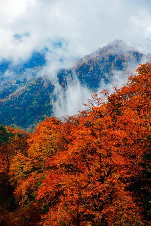 山水雲天,段元誠的光霧山探秘之旅_大自然_雲霧_四川